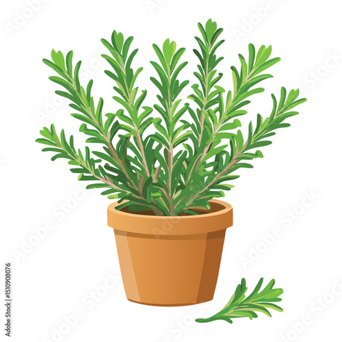 Rosemary plant in pot