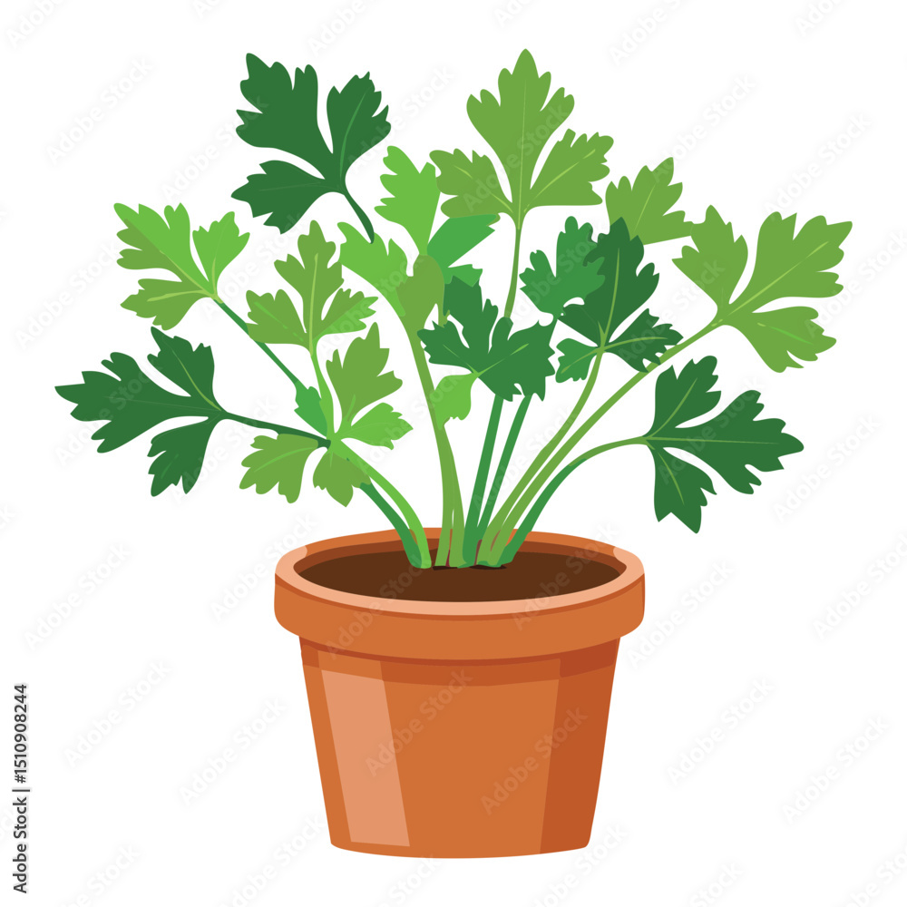 Obraz premium Vibrant Fresh Parsley Plant Terracotta Illustration
