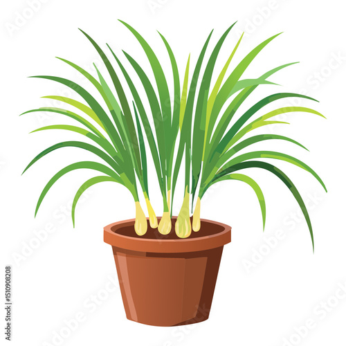 Lemongrass growing in pot