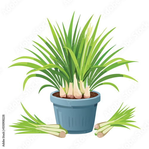 Lemongrass herb for gardening