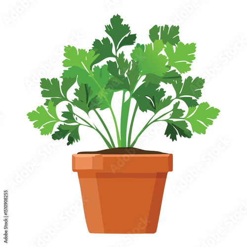 Fresh Green Parsley Herb Potted Illustration