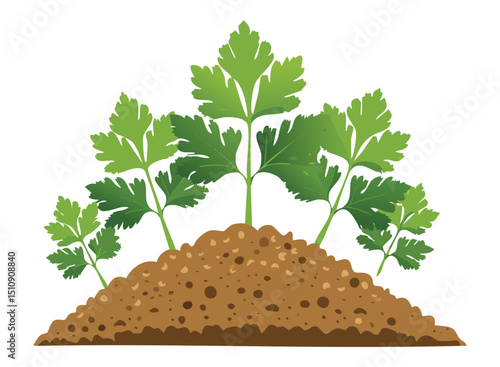 Green Parsley Herb Cultivated Illustration