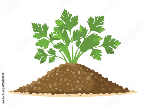 Fresh Parsley Plant Growing Illustration