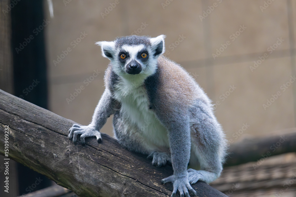 Obraz premium Lemur in zoo, Warsaw, Poland