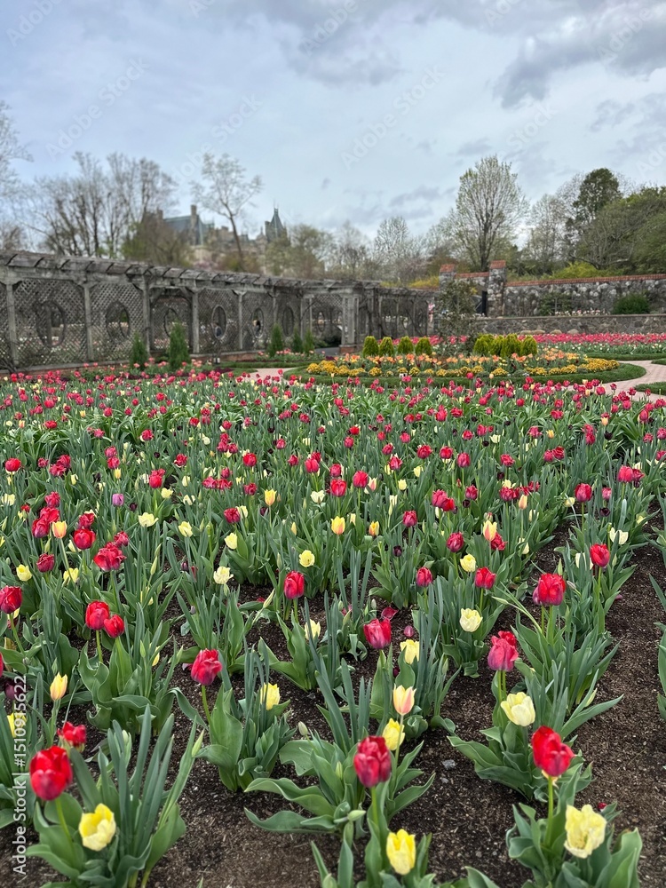 Obraz premium tulips in the garden