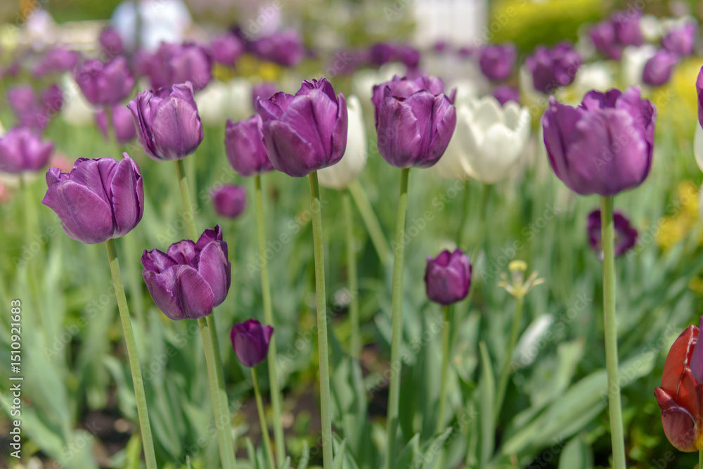 Purple tulip flowers growing in a flowerbed. Purple tulip flowers growing in a flowerbed.