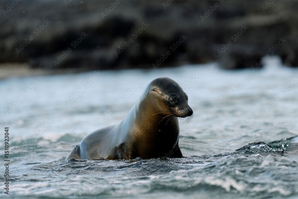 Obraz premium Young Sea Lion