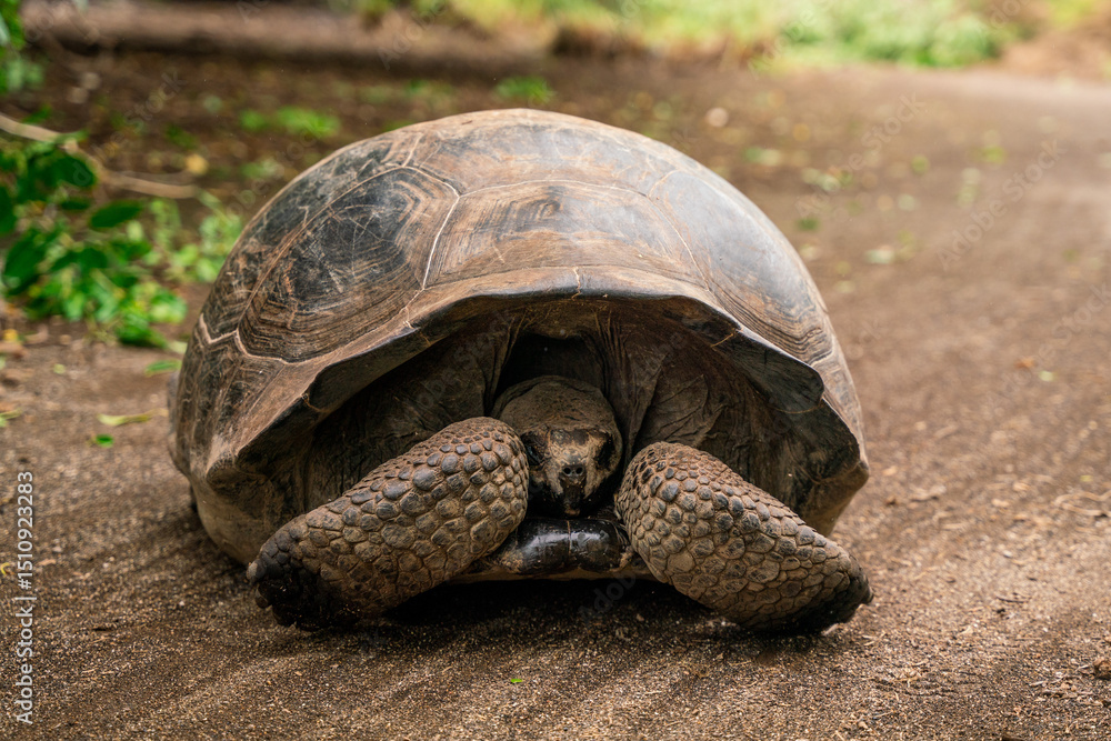 Fototapeta premium Giant Tortoise