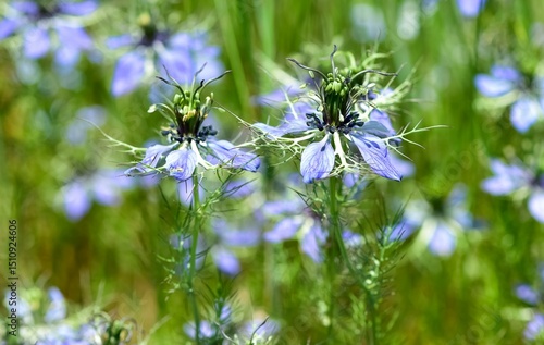 wild plants and flowers. plants used in spice production. black cumin flower photo.