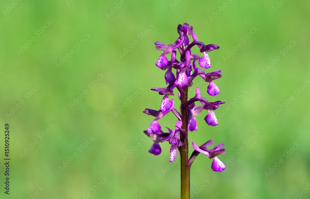 Obraz premium images of wild plants and flowers. wild orchid photos.