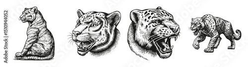 Illustrated Heads of Big Cats Showcasing Grace and Power, vector illustration, engraving design, logo design set, black and white line