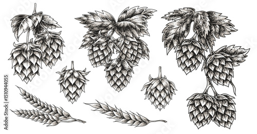 Illustrations of hop plants used in brewing beer