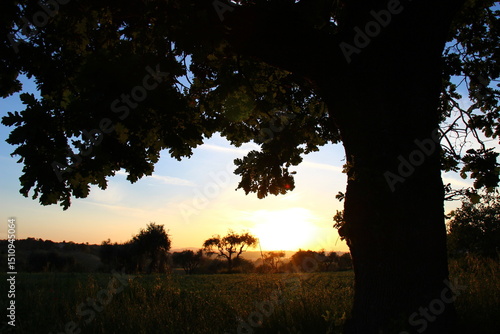 Dettagli al tramonto