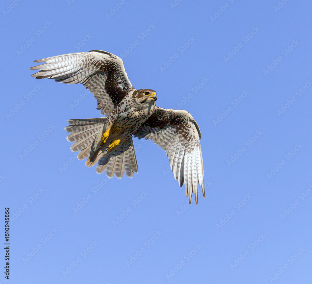 Fototapeta premium Prairie Falcon in flight