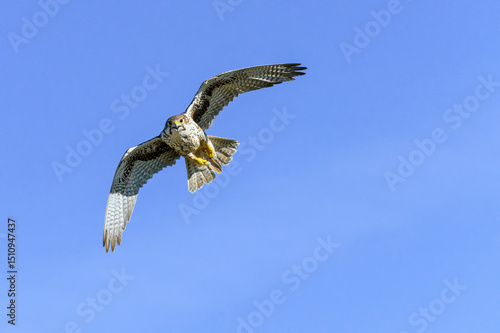 Prairie Falcon in flight