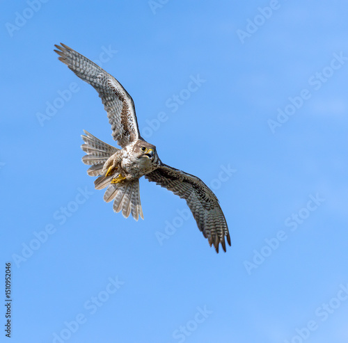 Prairie Falcon in flight