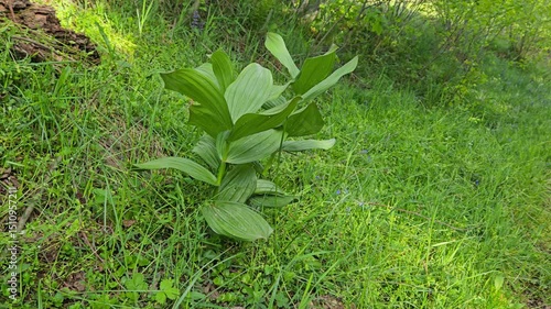 False Helleborine in natural ambient, protoveratrin (Veratrum album) - (4K)