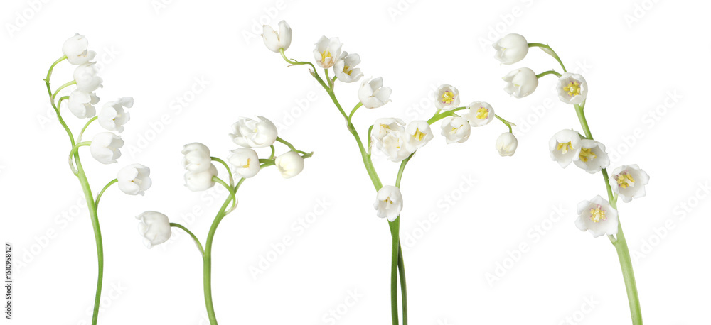 Beautiful lily of the valley flowers isolated on white, set Beautiful lily of the valley flowers isolated on white, set