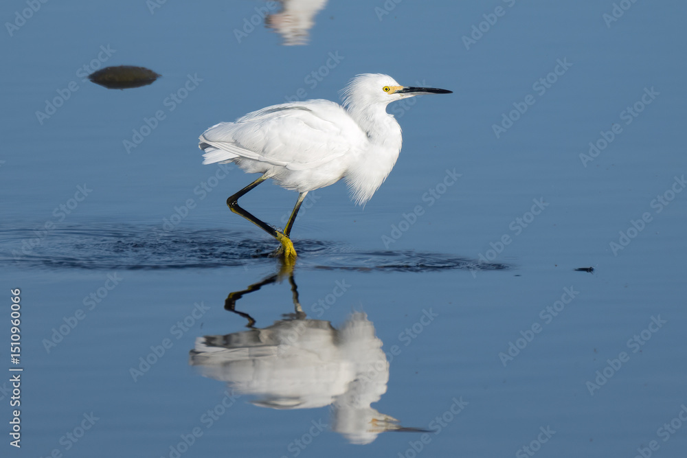 custom made wallpaper toronto digitalElegant Snowy White Egret water bird gracefully wades through the estuary pond water along with reflection in search of food