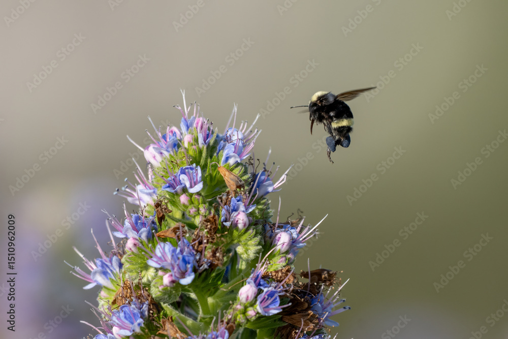 custom made wallpaper toronto digitalBusy bumble bee hovers near the Californian wildflower to extract pollen and help with reproduction