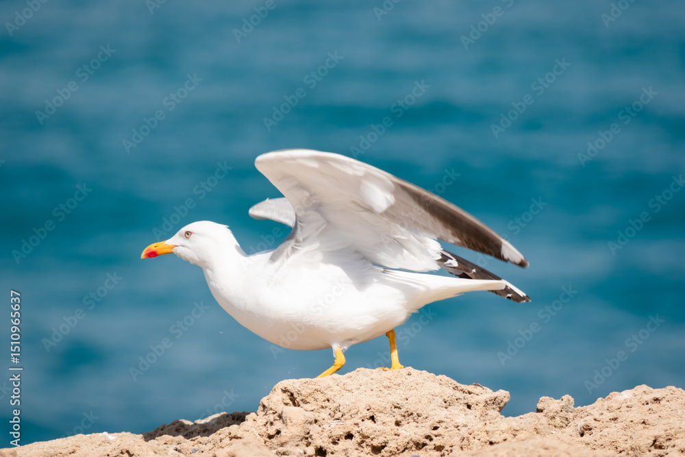 Obraz premium seagull on the beach