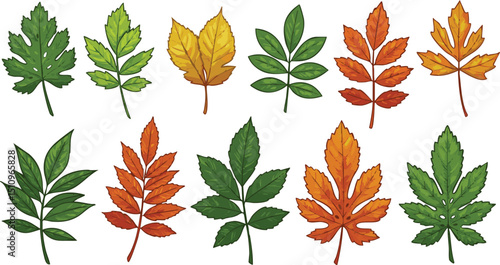 A collection of ten different colorful leaves in various shapes and sizes on a white background art drawing