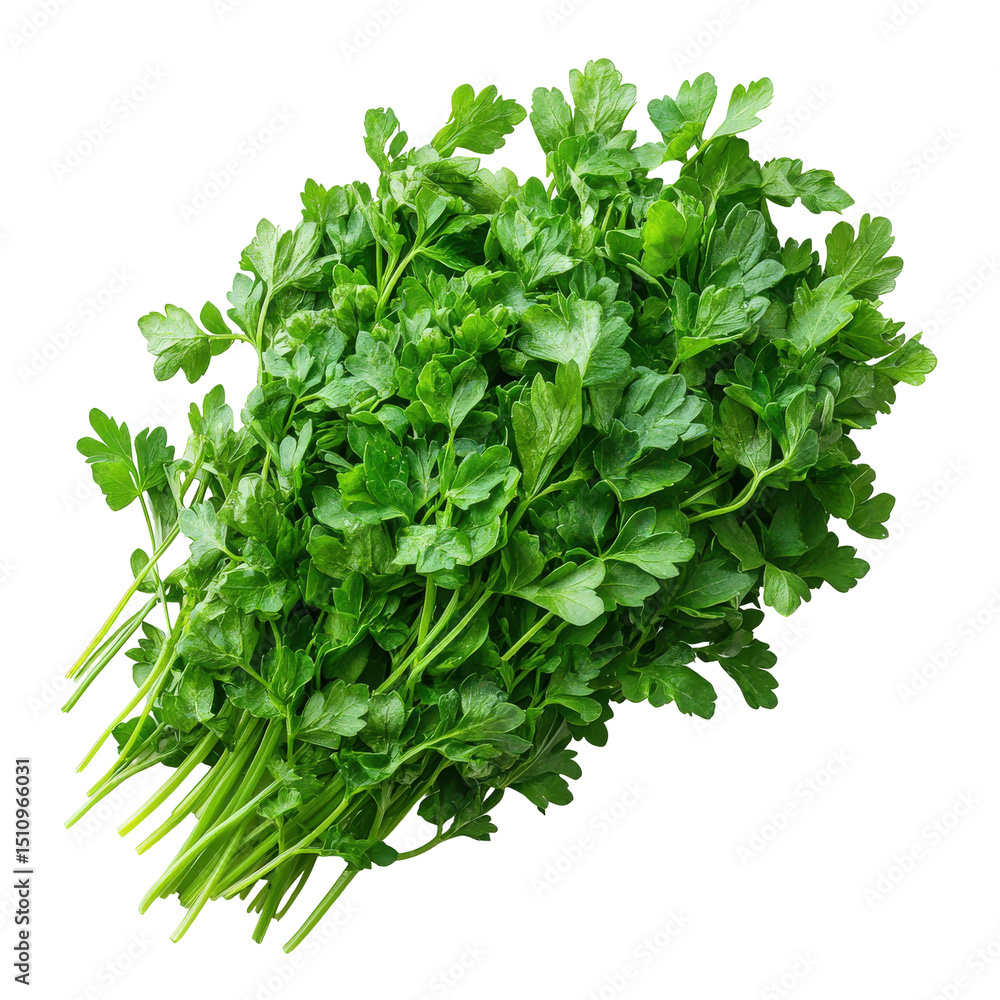 Obraz premium Fresh green parsley bunch isolated on dark background, vibrant herb foliage