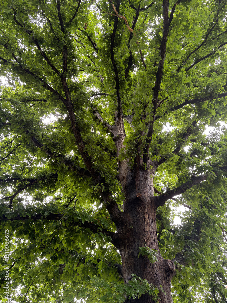 Fototapeta premium tree in the forest