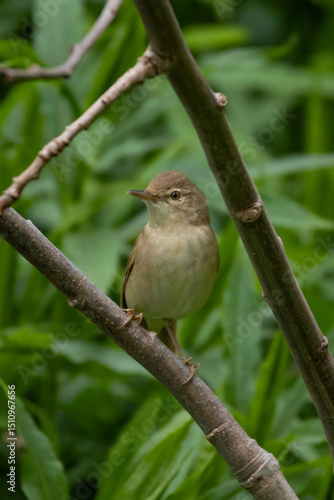 Blyths reed warbler sitting on branch of tree.