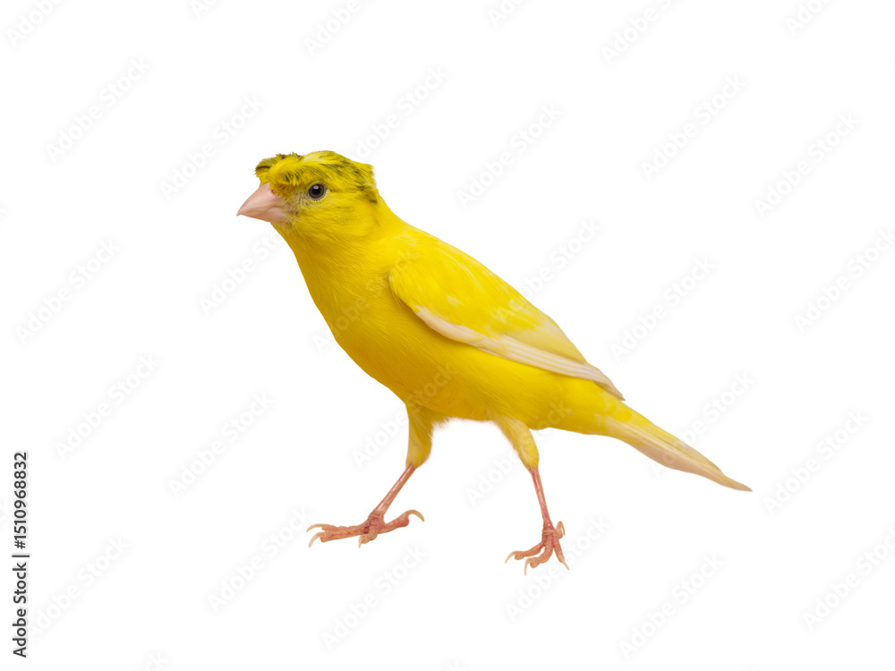 canary isolated on white background canary isolated on white background