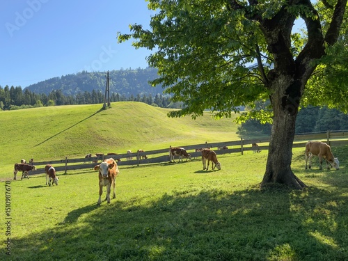 cows