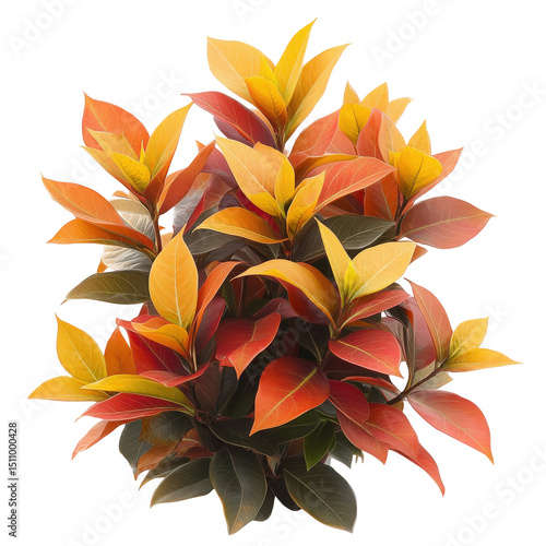 Autumnal photinia plant with colorful leaves displaying warm shades of orange and yellow