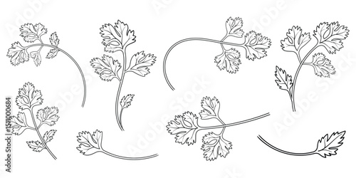 Collection of coriander leaves, black line drawings of coriander in different angles, and sprig styles