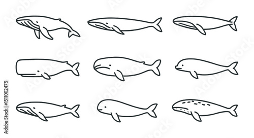 Various cartoon whale species in simple black and white line art set.