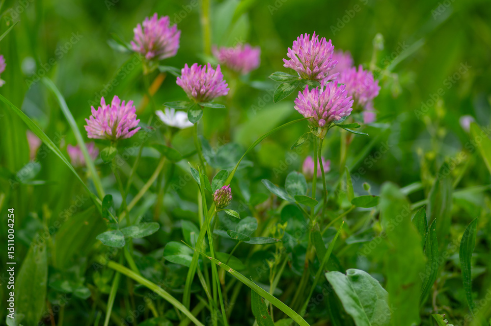 Trifolium pratense red clover wild flowering plant, purple meadow flowers in bloom Trifolium pratense red clover wild flowering plant, purple meadow flowers in bloom