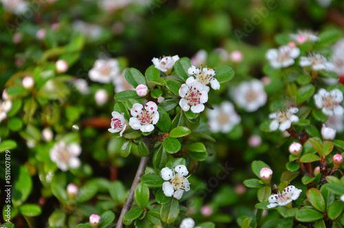 'Coral Beauty' Cotoneaster spring blooming branch with tiny white flowers and small green leaves. Closeup photo selected focus. Growing creeping cotoneaster -queen of carpets, landscaping concept.