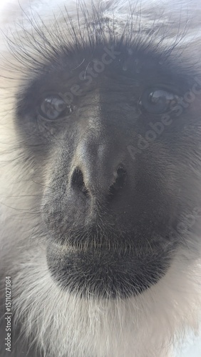 Lnaguren Indien Shimla