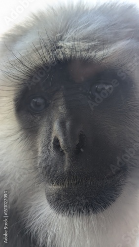 Languren, Indien Shimla