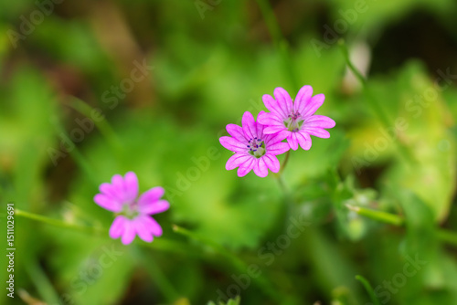 Delicate and beautiful pink wildflowers are blooming gracefully amidst the lush and vibrant greenery of their natural environment