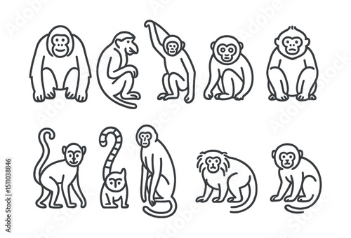 Line style icons of rare primates and tree dwellers: orangutan, proboscis monkey, gibbon, slow loris, golden snub-nosed monkey, spider monkey, lemur, colobus monkey, tamarin, pygmy marmoset.