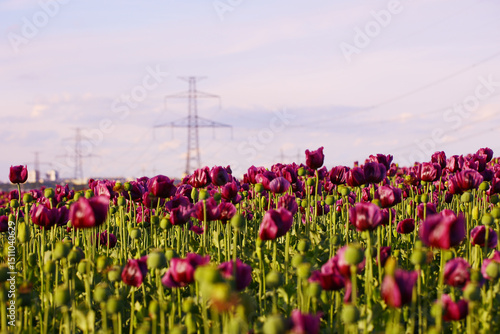 Wide field of blooming purple poppy flowers and green seed pods with high-voltage power lines in background. Rural agriculture scene with industrial elements. Springtime flora and farming concept. Eas