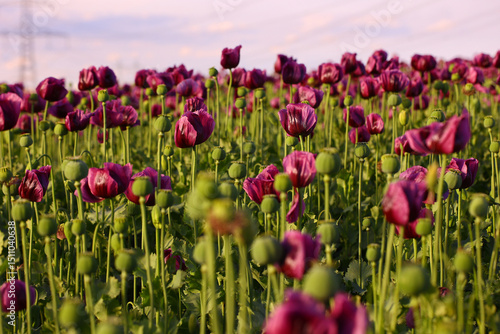 Wide field of blooming purple poppy flowers and green seed pods with high-voltage power lines in background. Rural agriculture scene with industrial elements. Springtime flora and farming concept. Eas