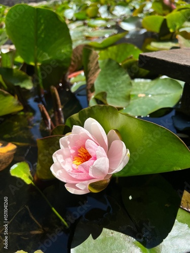 pink water lily