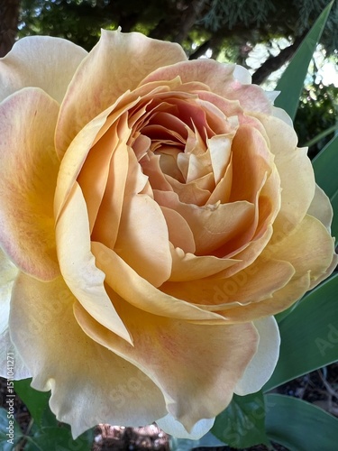 yellow rose in garden