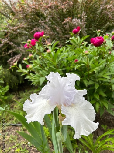 white and pink flowers