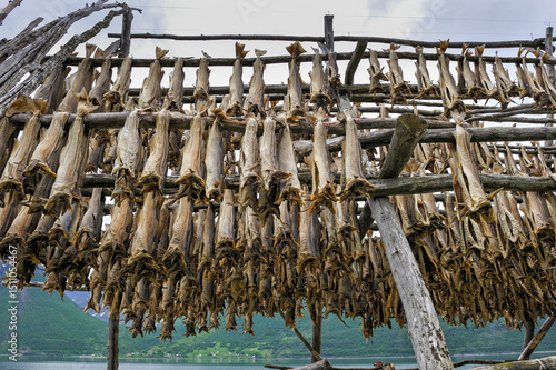 Cod fish dryer on the Lyngen fjord bank, County of Troms, Norway, Northern Europe