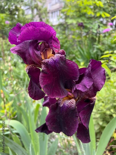 purple iris flower