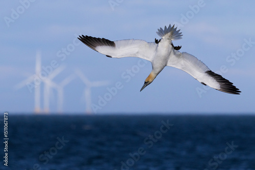 Gannet Diving with Wind Turbines in Background