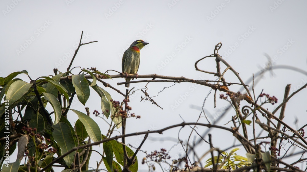 Colorful psilopogon haemacephalus on a branch with lush foliage Colorful psilopogon haemacephalus on a branch with lush foliage