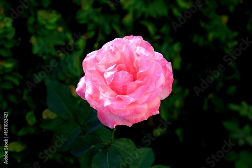 planta flor rosa – Rosa spp.